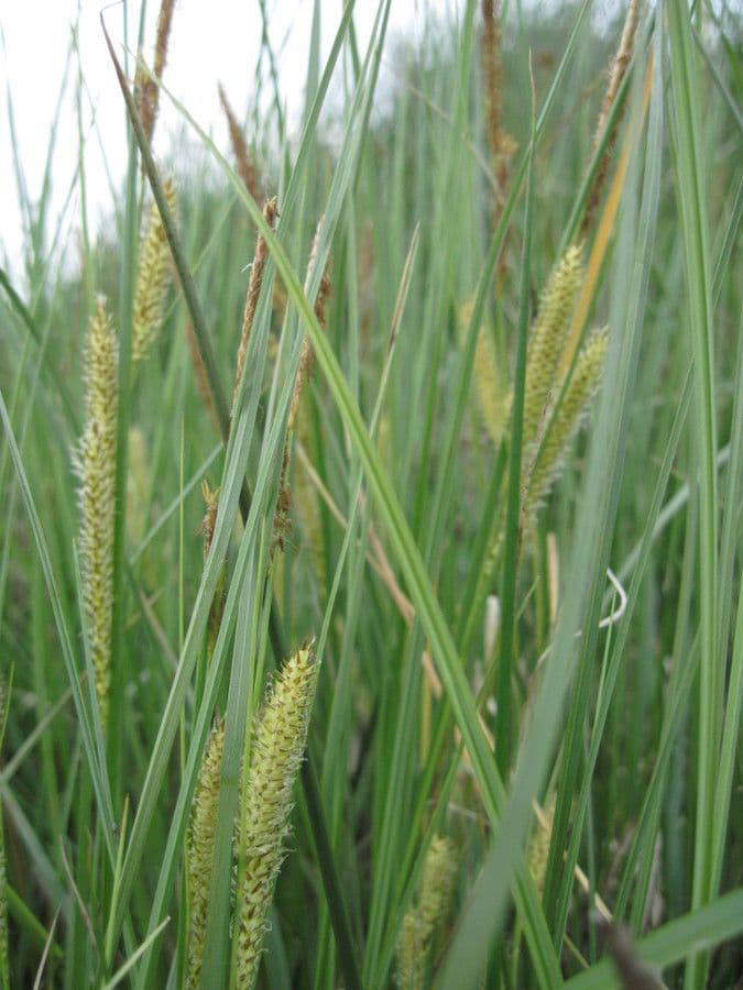 Carice rostrata 13