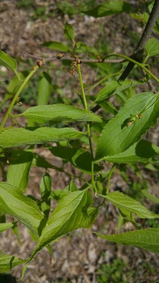 Celtis laevigata 6
