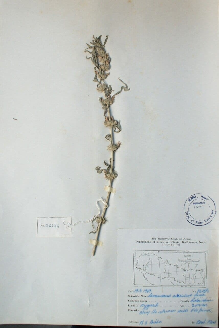 Leonurus japoński 9