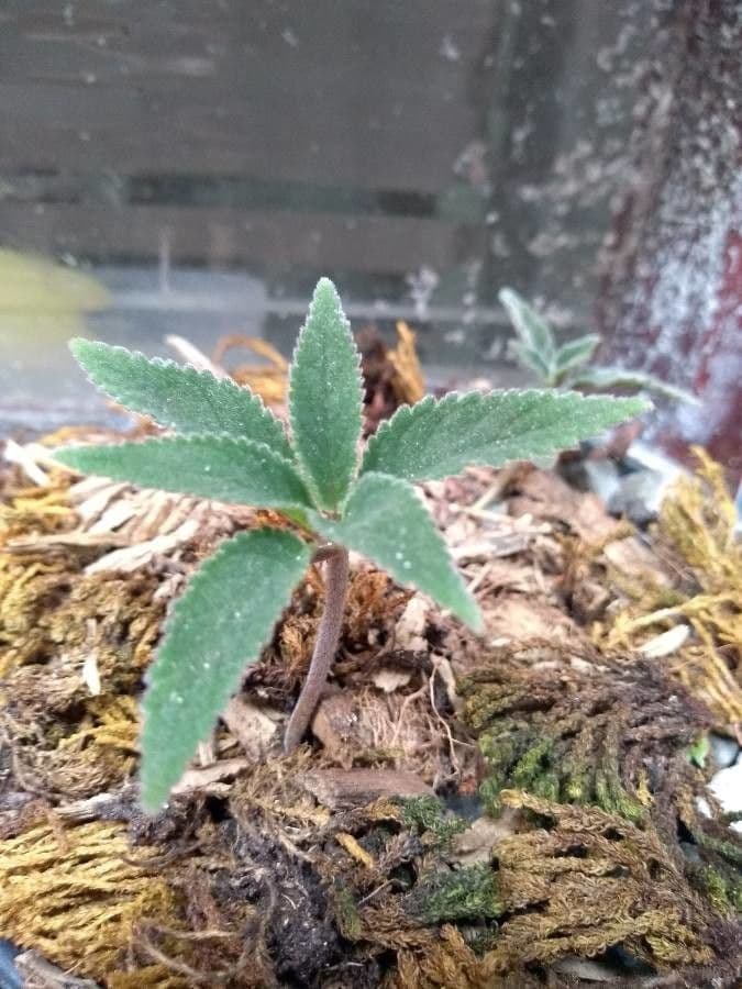 Gloxinia di Douglas 2