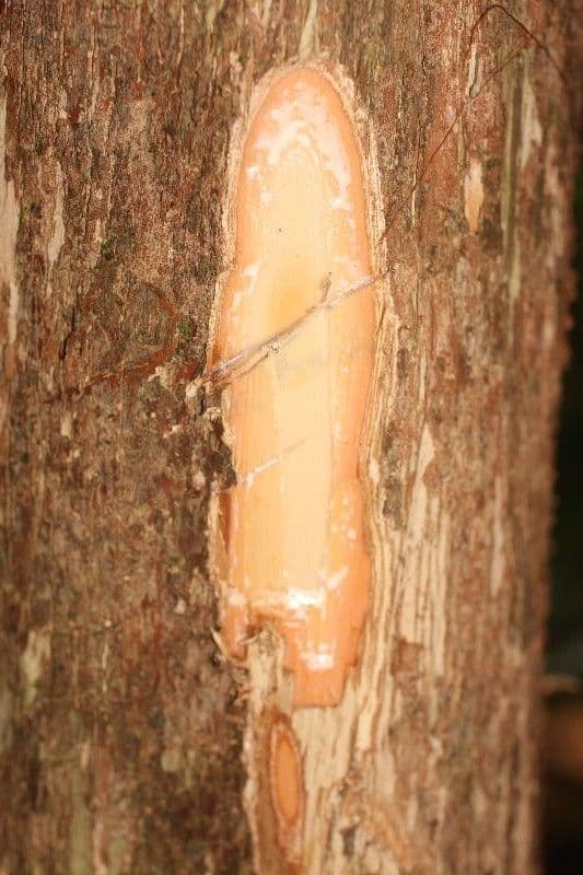 Pouteria frangiata 9