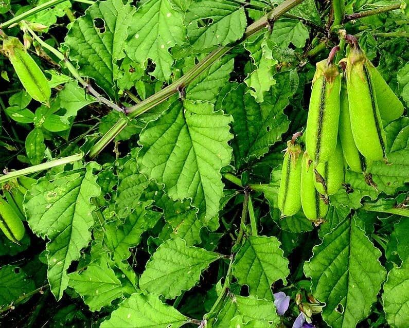 Crotalaria verrucosa 16