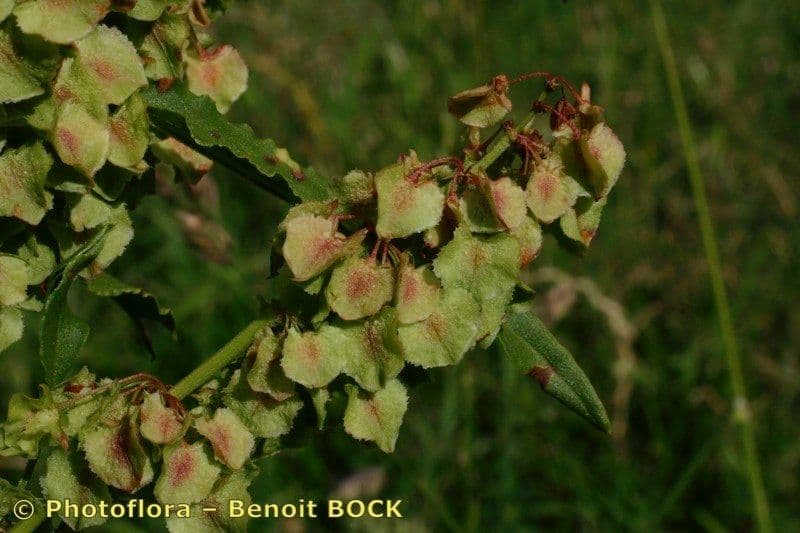 Acetosa aquitana