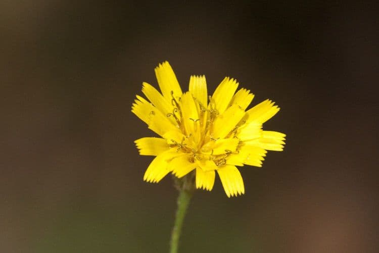 Hieracium paniculatum 4