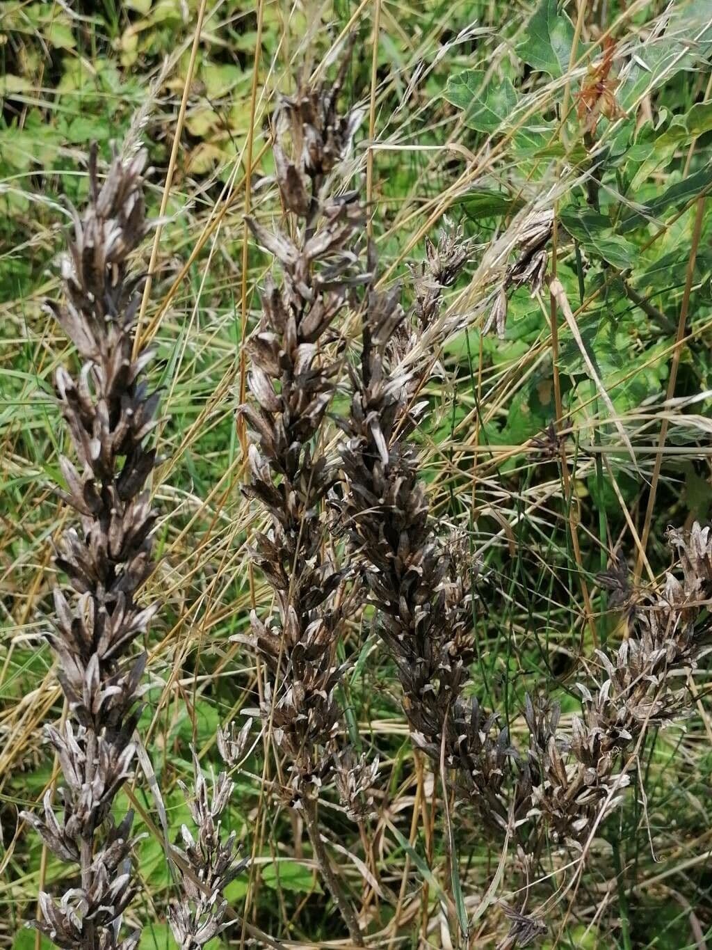 Enagra