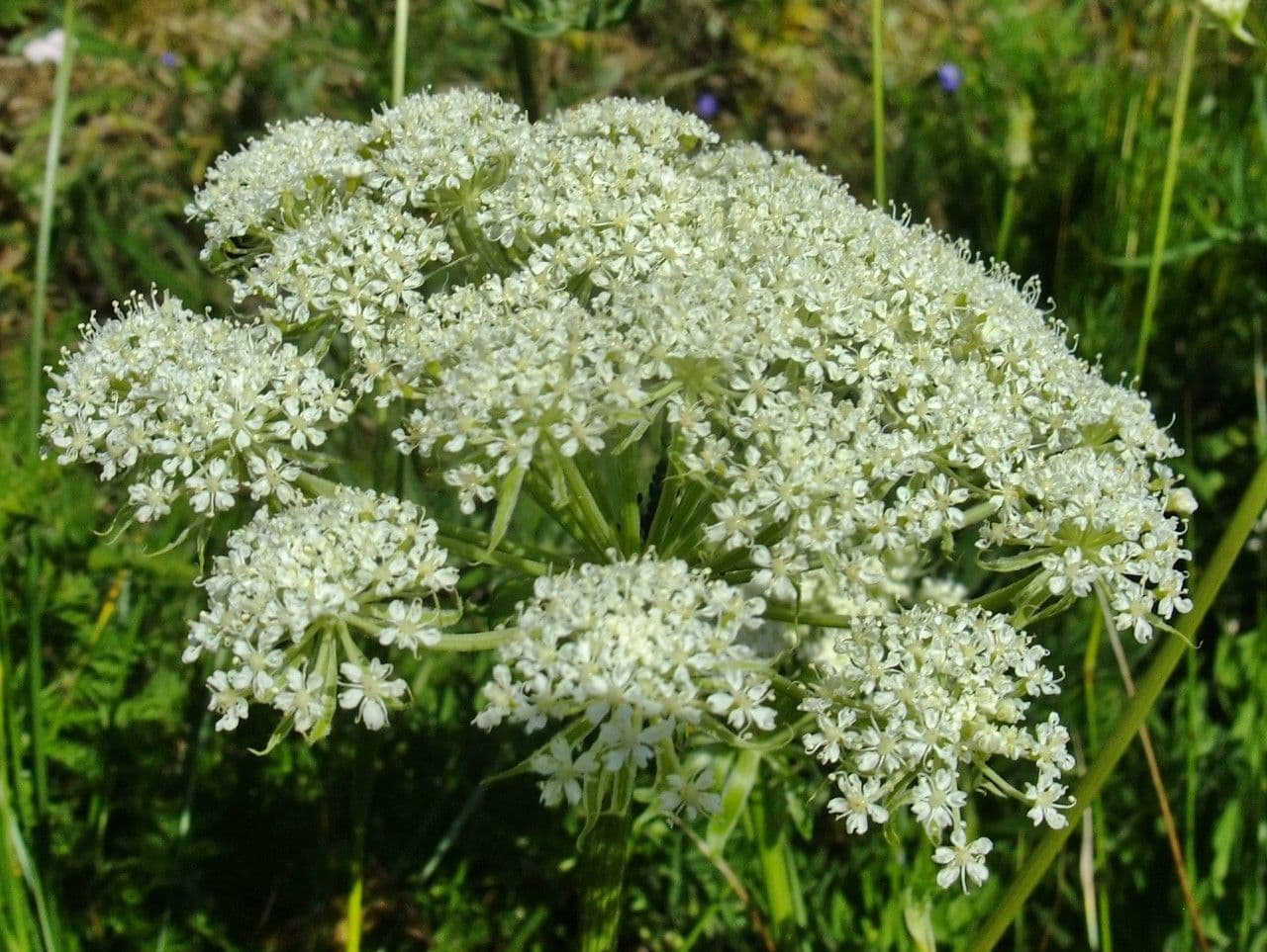 Laserpitium 6