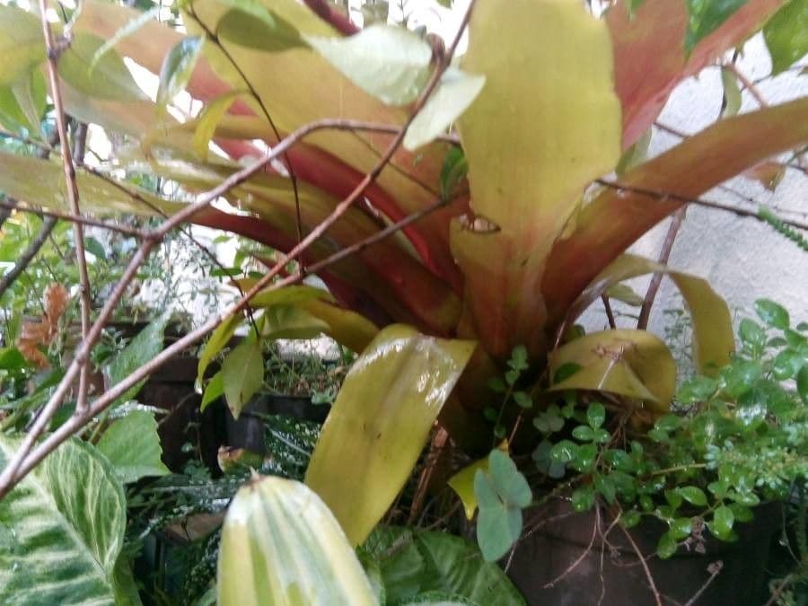 Aechmea nudicaulis 11