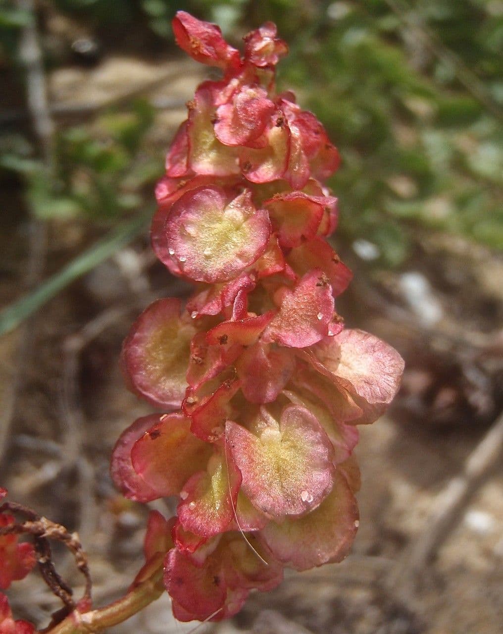Rumex 6