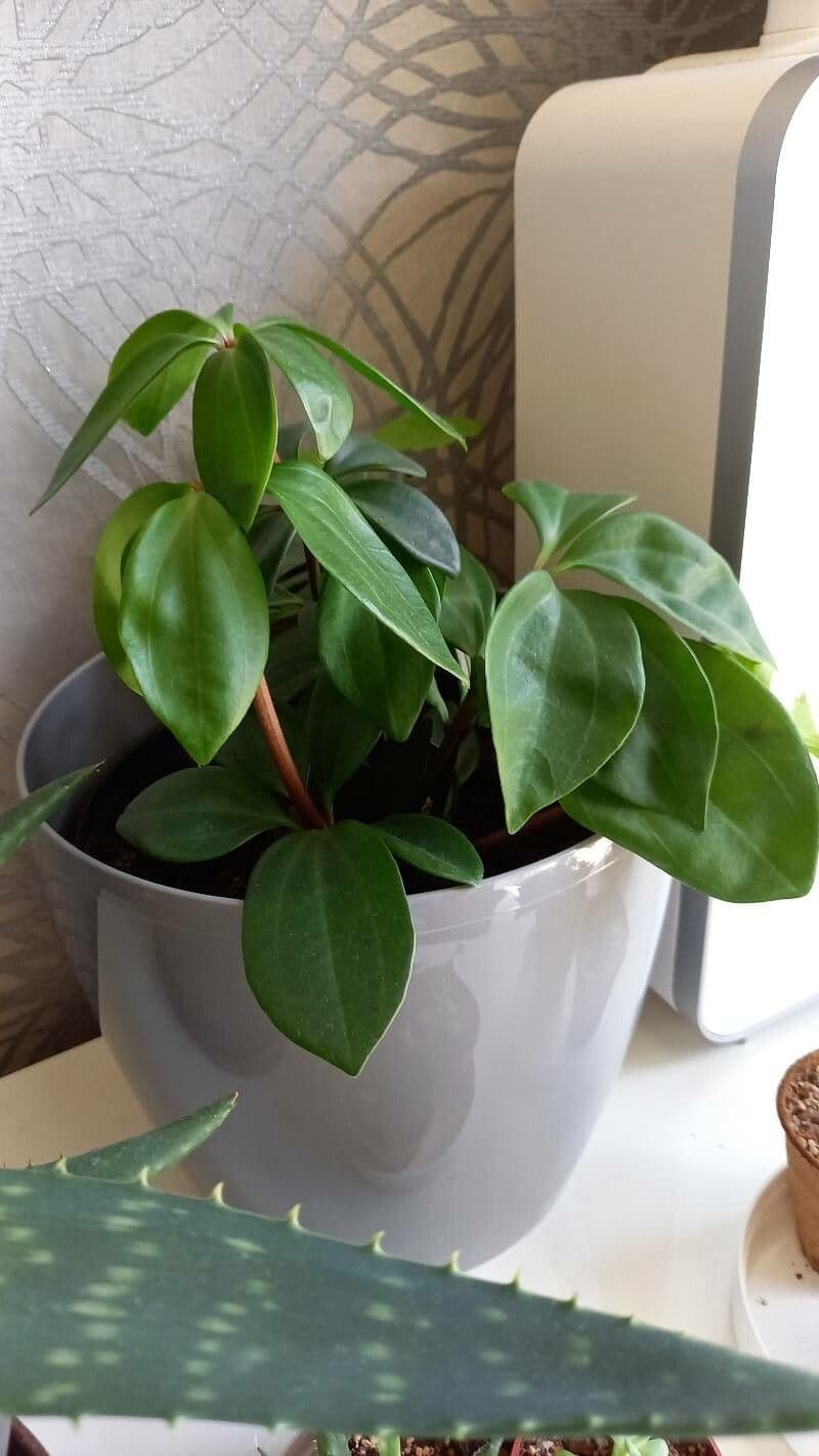 Peperomia 7