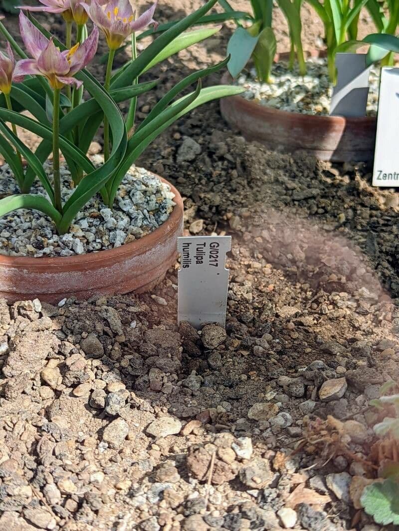 Tulipano 20