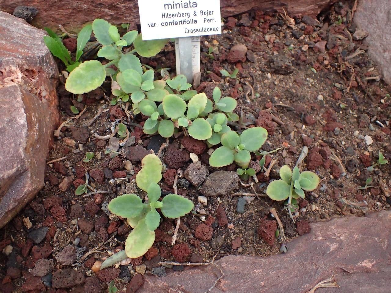 Kalanchoe 8