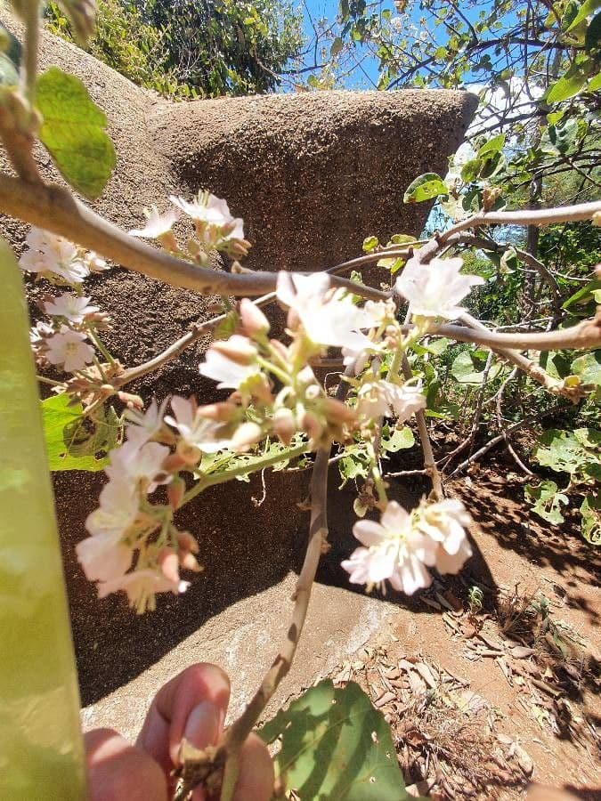 Rundblättrige Dombeya 7