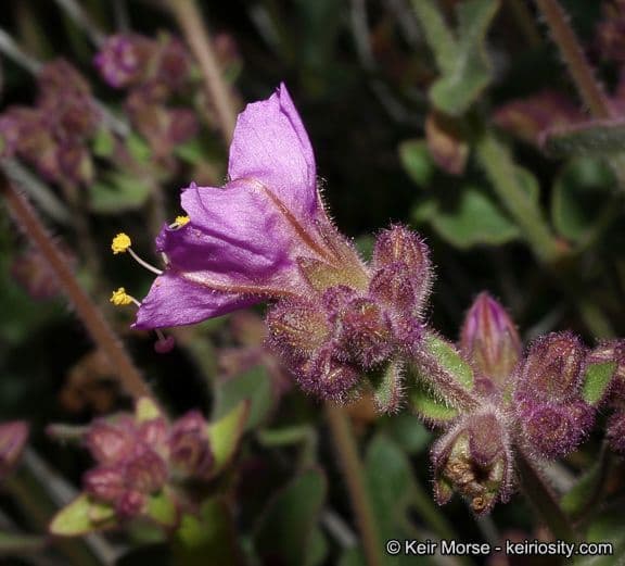 Mirabilis laevis 2