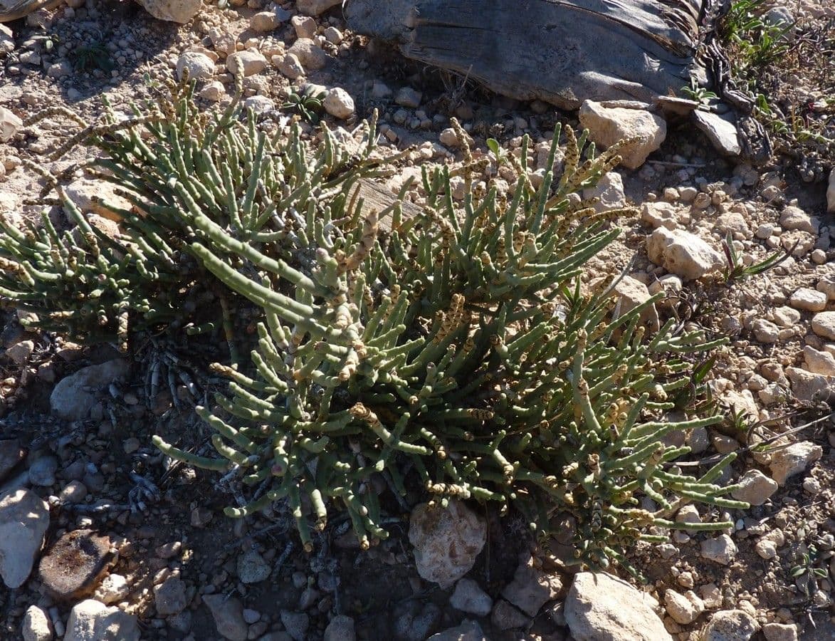 Anabasis articolata 19