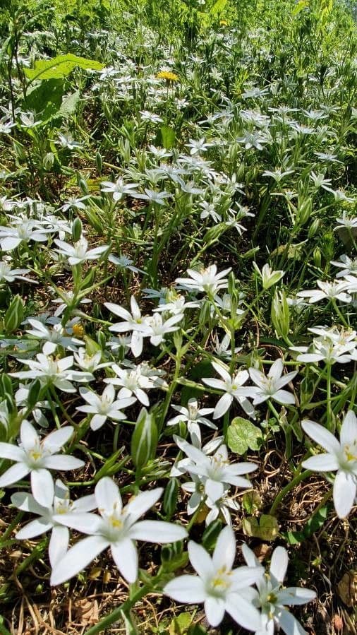 Ornithogale branchu 30