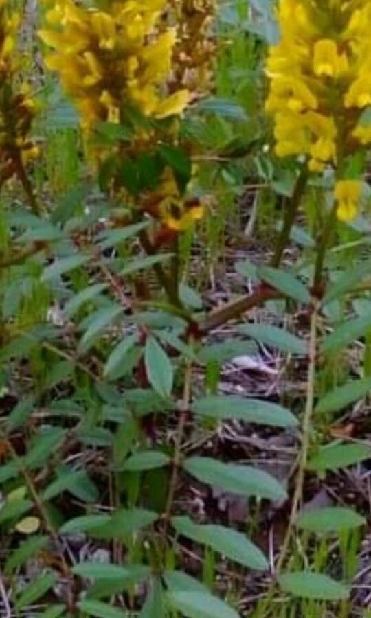 Orobanche del ginestrone 19