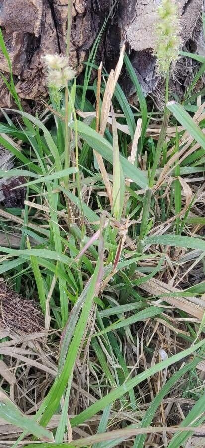 Igel-Hirse 17