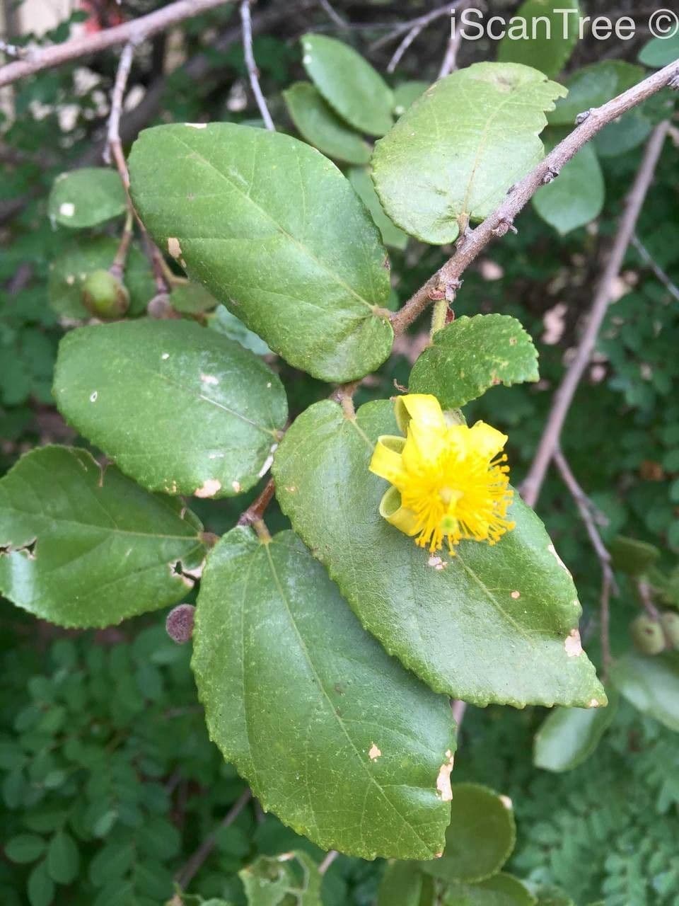 Grewia 6