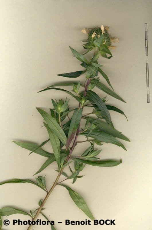 Collomia grandiflora 20