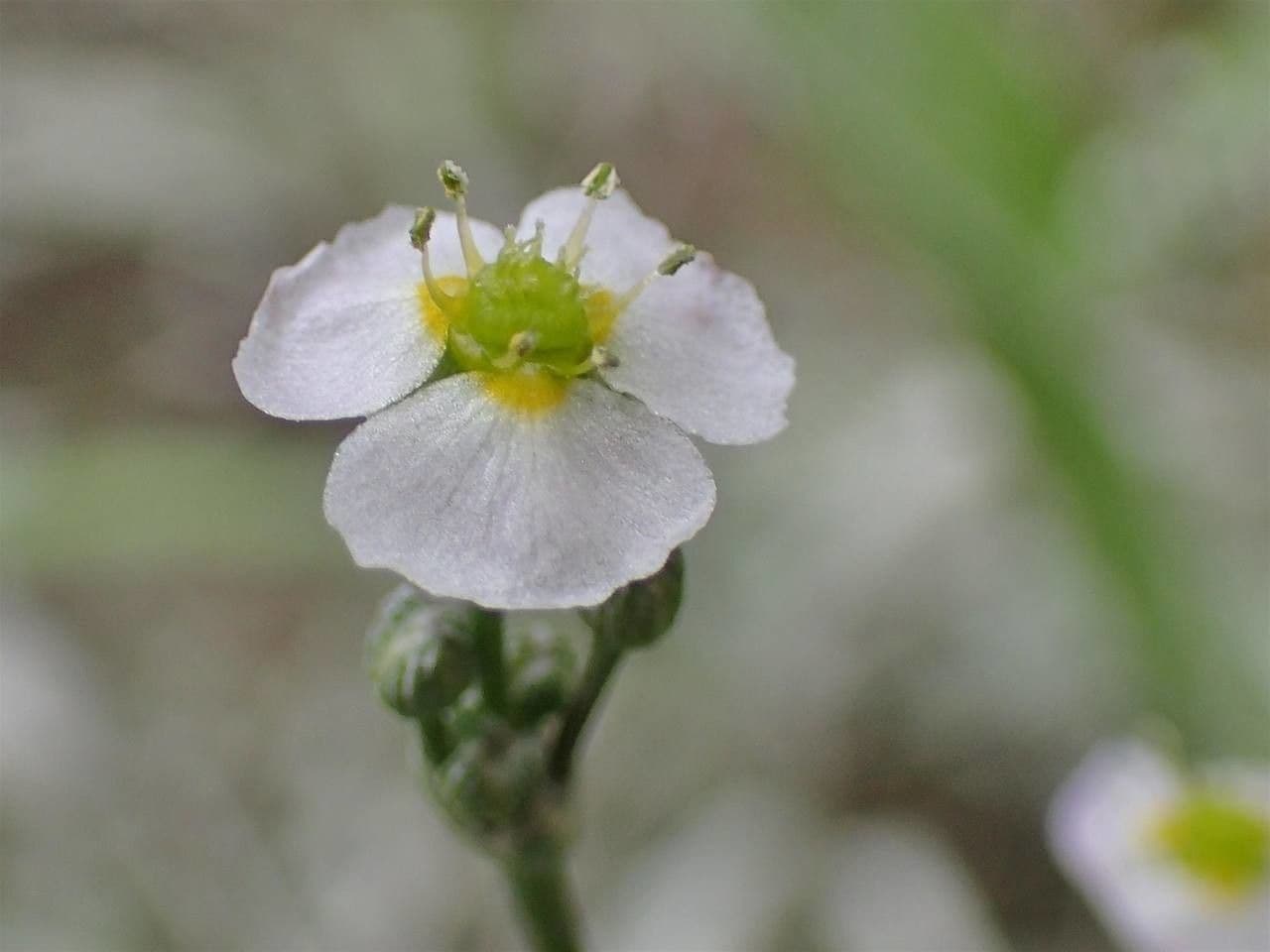 Alisma lancéolé 8