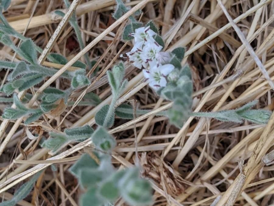 Cressa truxillensis