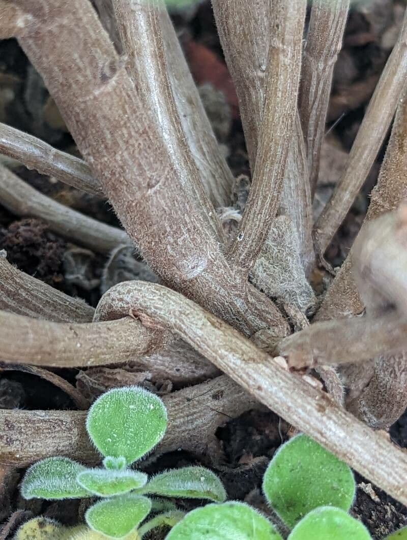 Plectranthus 18