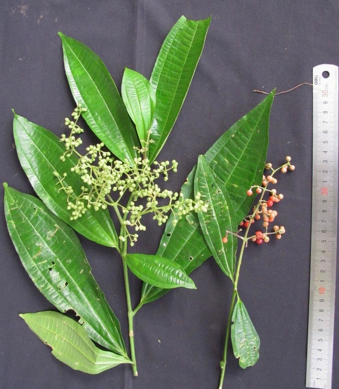 Miconia 17