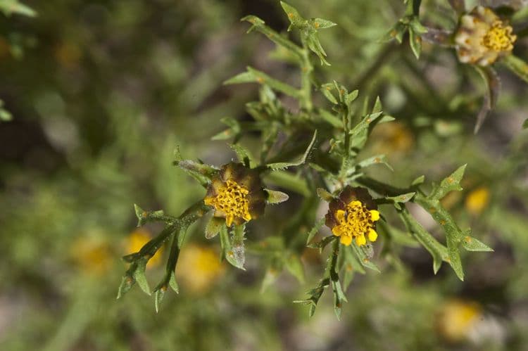 Dyssodia 4