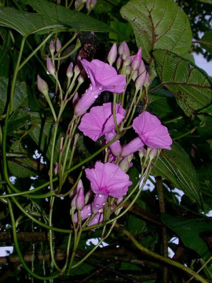 Ipomoea philomega 6