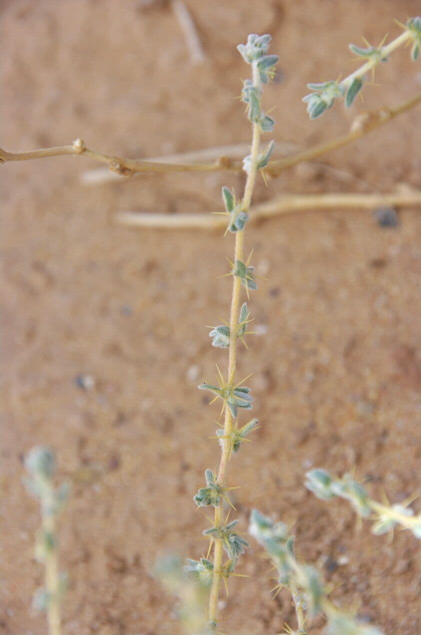 Bassia 8