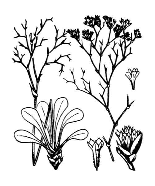 Statica pomurnik 19