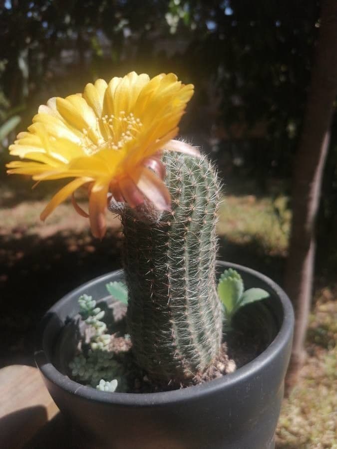Cactus riccio 3
