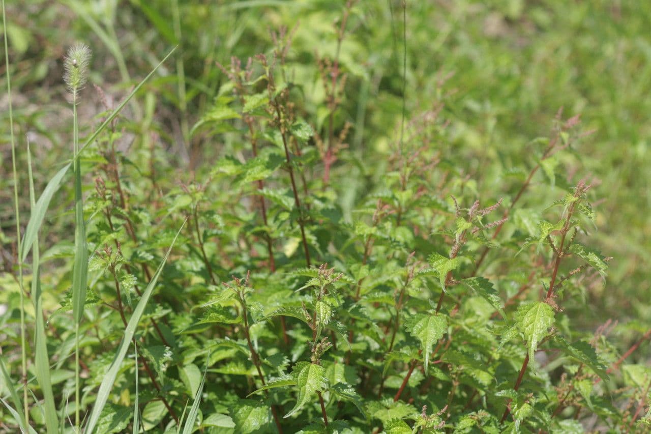 Acalypha australis 7