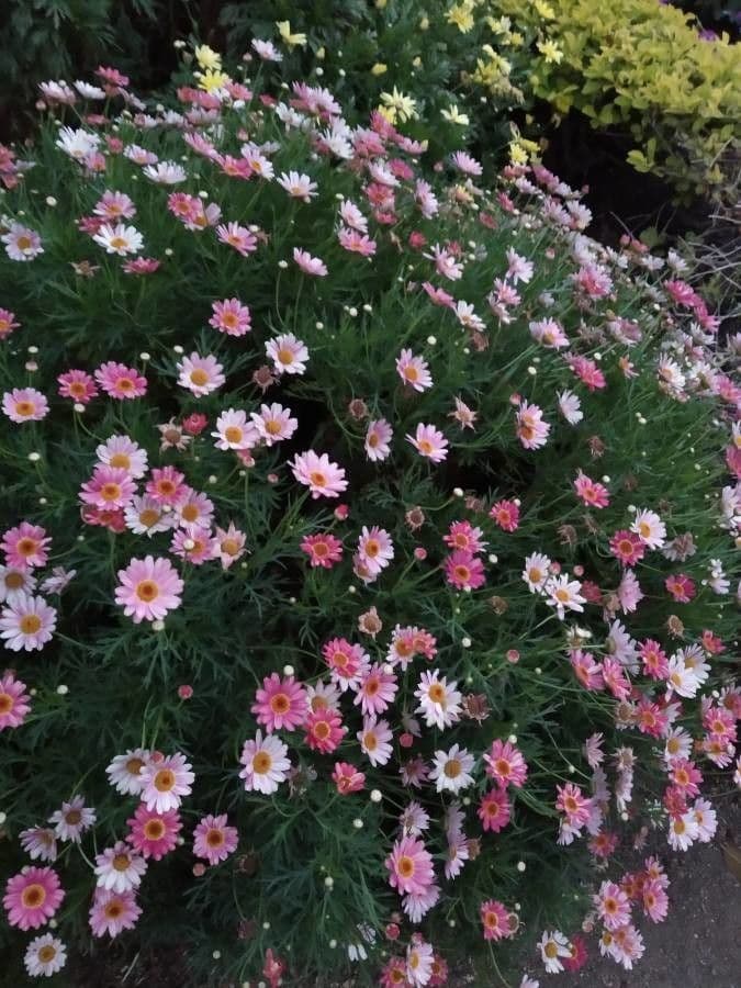 Argyranthemum