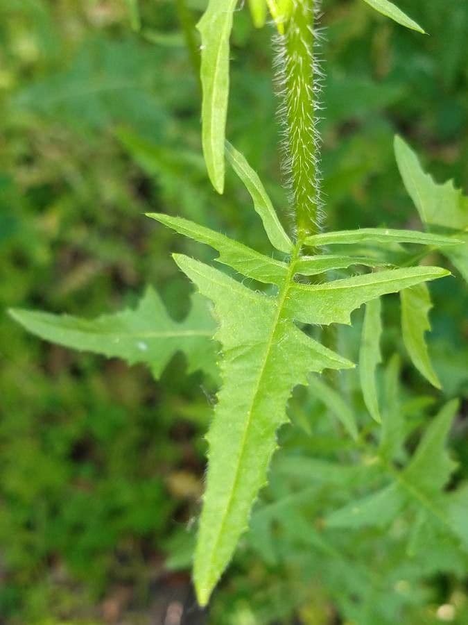 Loesels Rauke 20