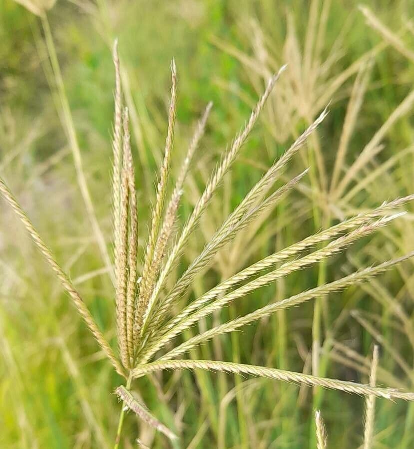 Rhodesgras 5