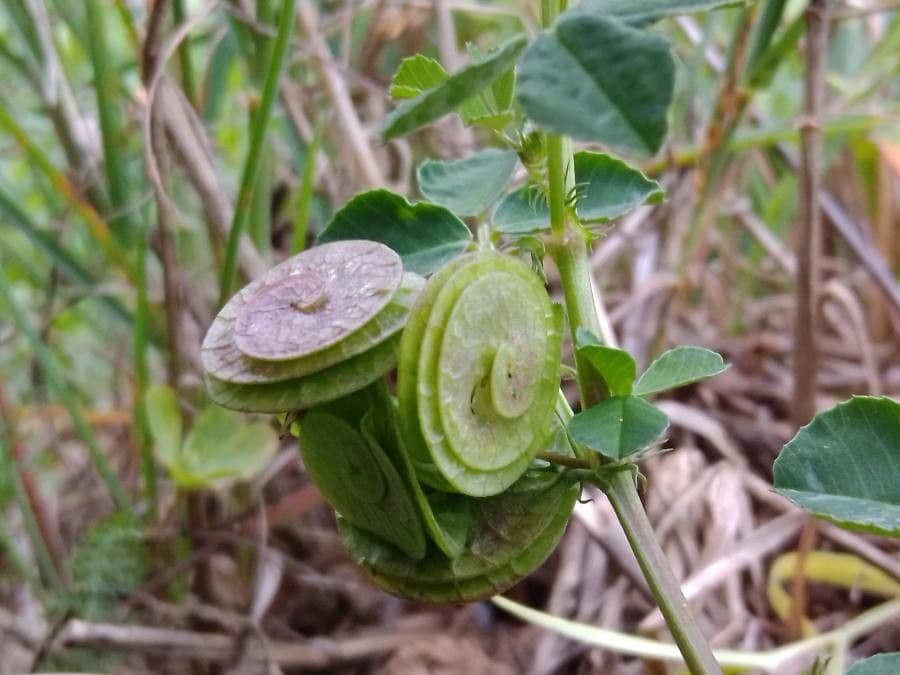 Erba medica orbicolare 3