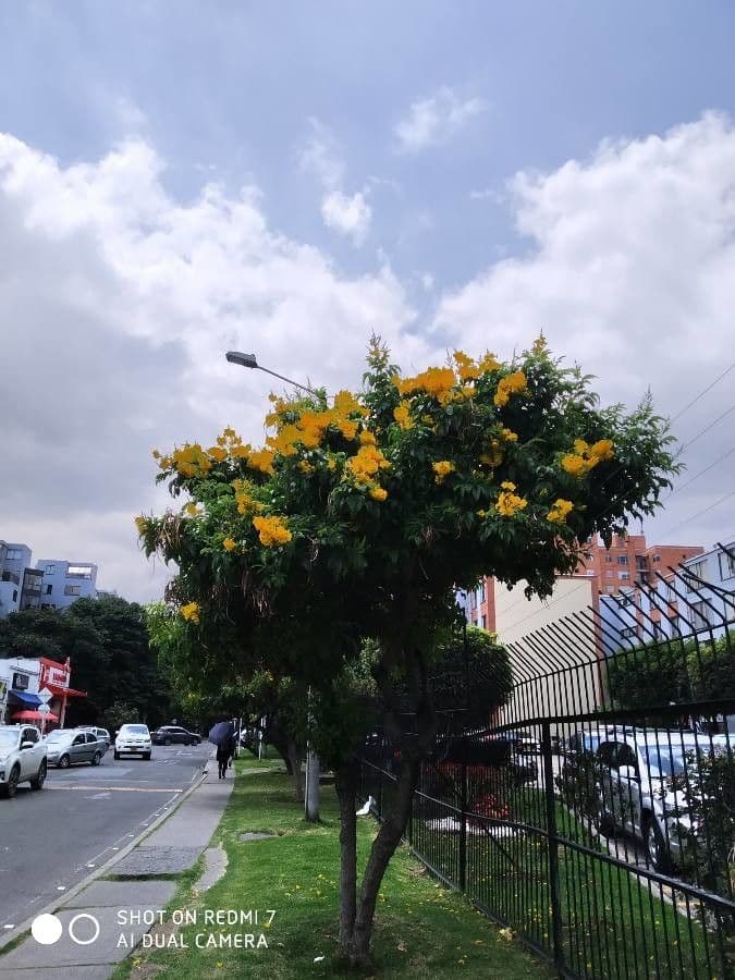 Senna 12