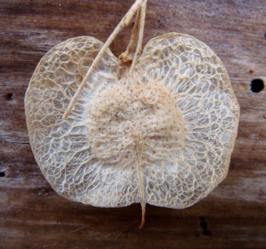 Ptelea crenulata