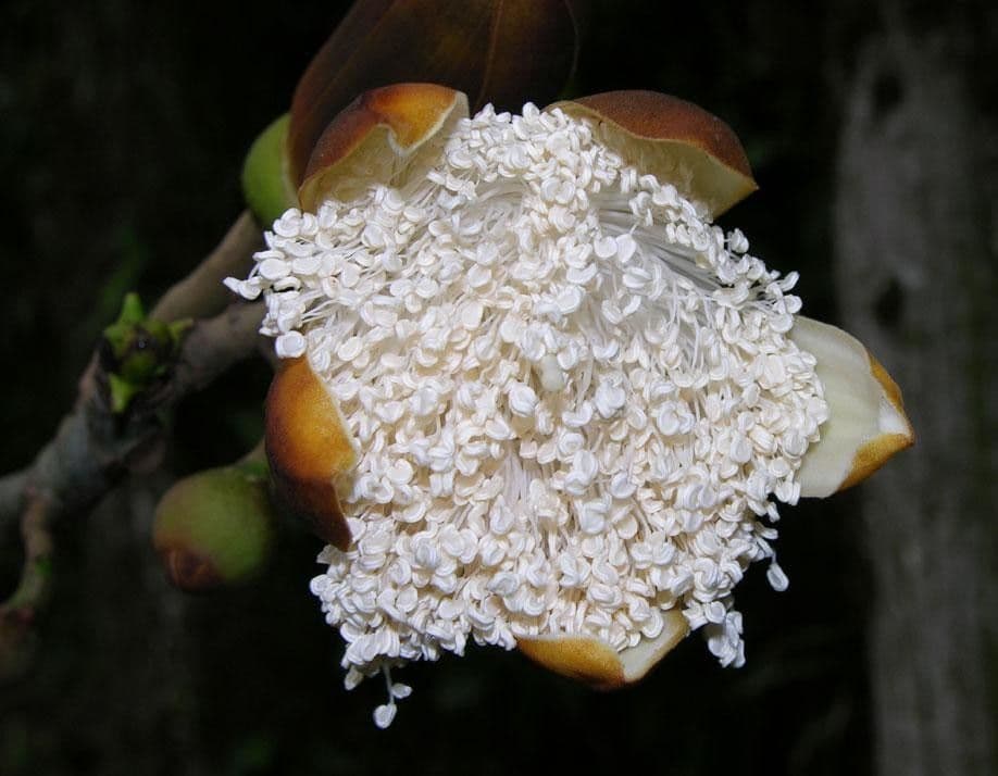 Siebenlappiger Pseudobombax 6