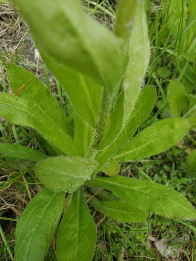 Erigeron 16