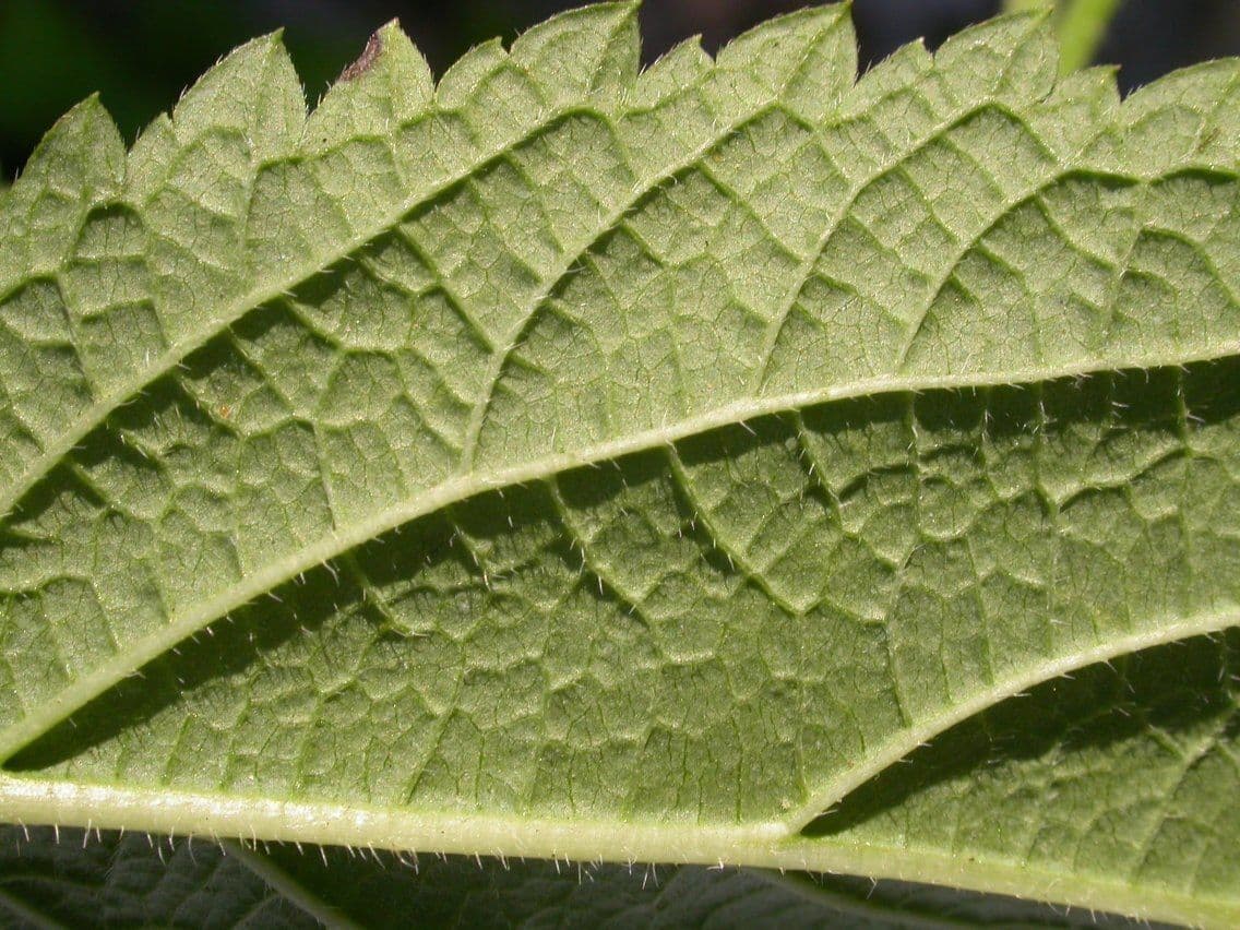 Verbena orticifolia 30