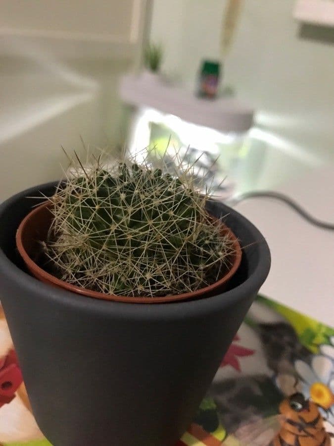 Cactus 7