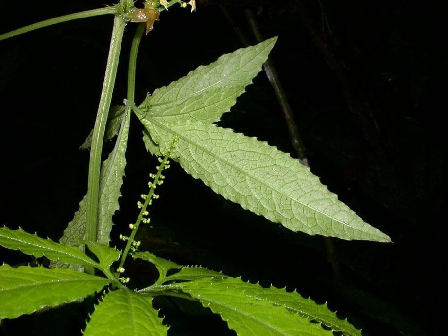 Cyclanthera 8