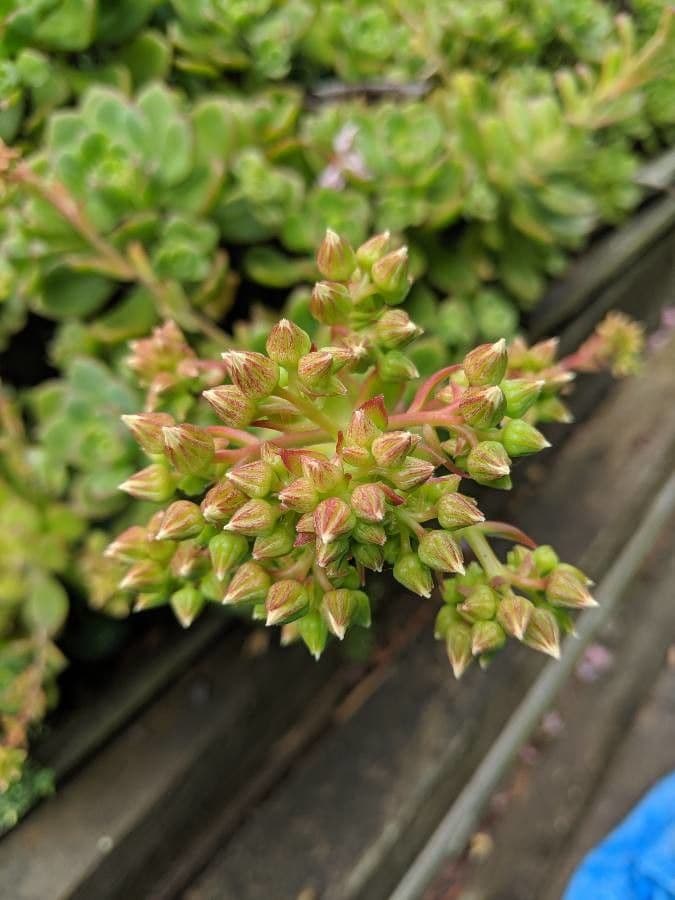Aeonium di Haworth 26