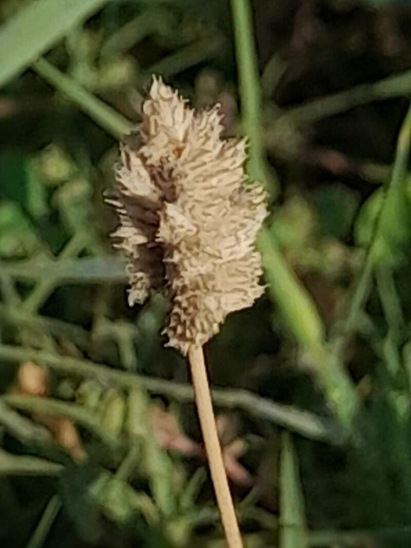 Aeluropus lagopoides 2