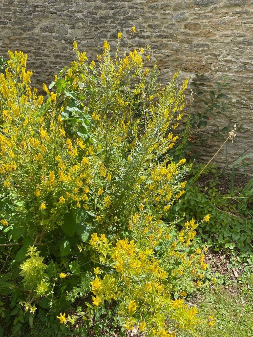 Ginestra 14