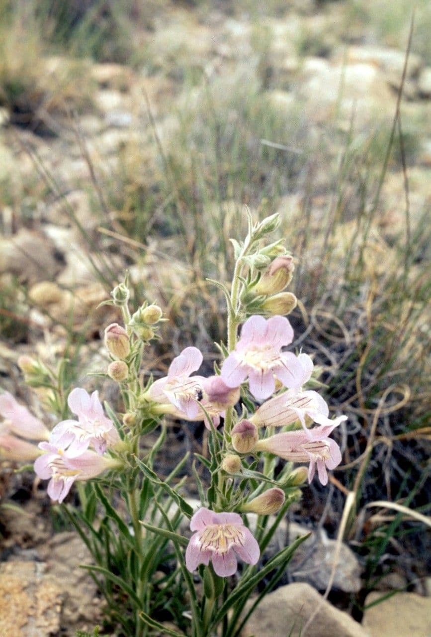 Penstemon 9