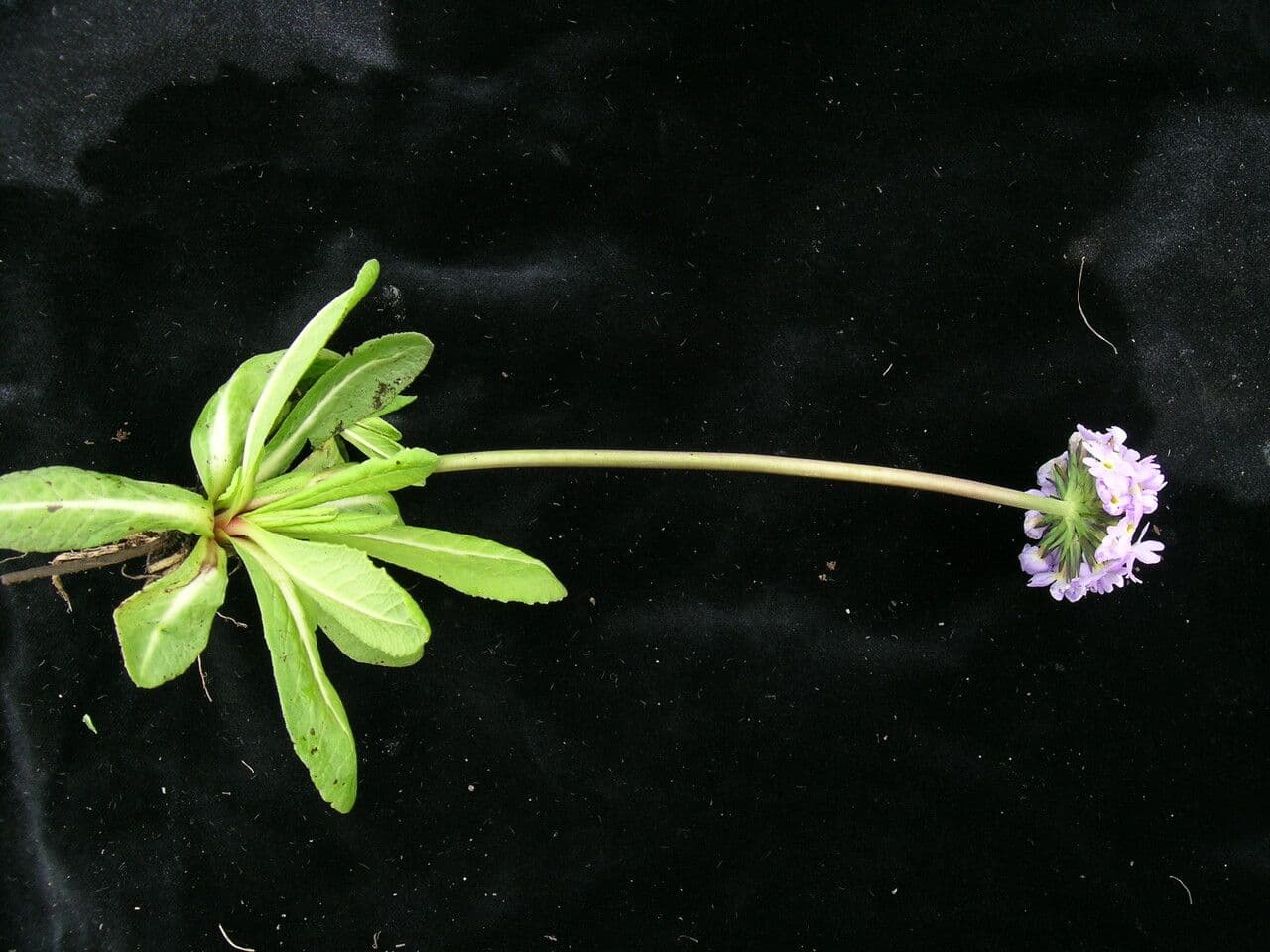Primula denticolata 8