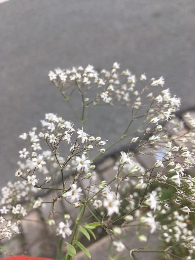 Gypsophila 4
